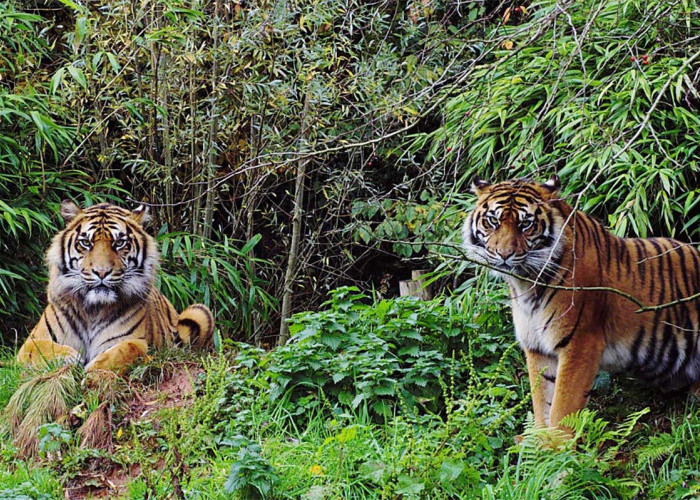 3 Jenis Harimau di Indonesia, 2 Sudah Punah Hanya Tersisa Harimau Sumatera