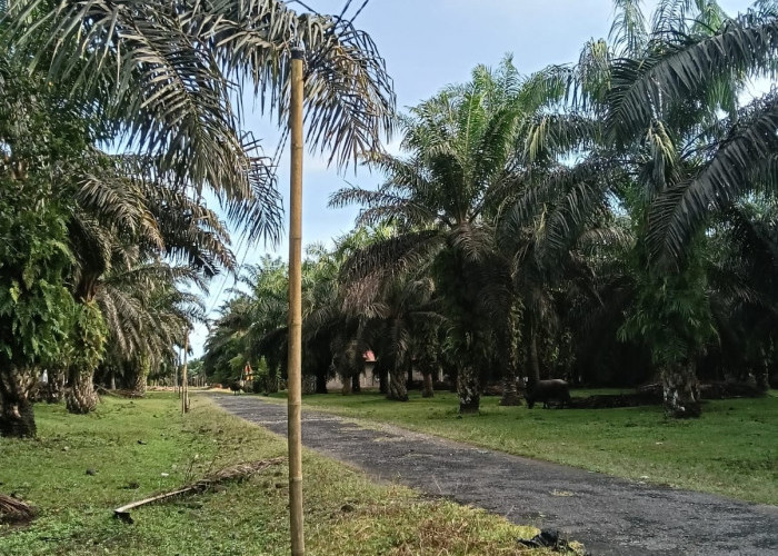 Warga Dusun Suka Rame Harap Penambahan Tiang Listrik, Beban Biaya Pemasangan Dinilai Masih Tinggi