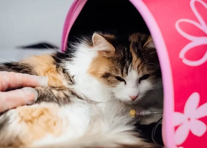 Ini Bahan Obat Cacing Alami, Tidak Mahal Gampang Dibuat Kucing Selamat
