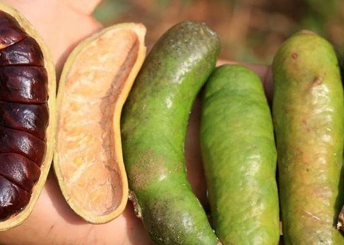 Manfaat Mengkosumsi Buah Kabau Untuk Kesehatan, Aromanya Melebihi Jengkol dan Petai