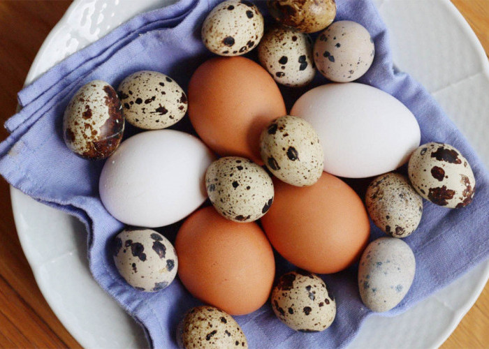 11 Telur Bisa Dimakan, Diantaranya Menjadi Makanan Mewah Termahal Hanya Orang Kaya Mampu Beli
