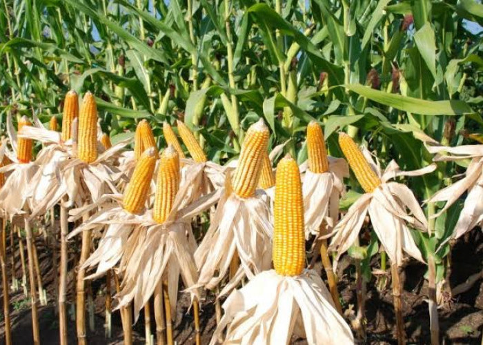 Pemdes Lubuk Sanai Dua Panen Jagung Program Sadesahe, Hasilnya Hingga 3 Ton