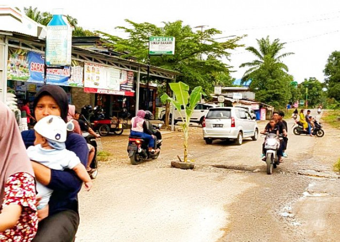 Protes Jalan Rusak, Warga Desa Agung Jaya Tanam Pohon Pisang di Tengah Jalan