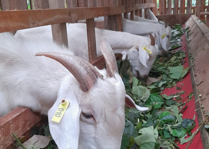 Aset Desa Program Ketahanan Pangan Boleh Dialihkan, Ini Syaratnya