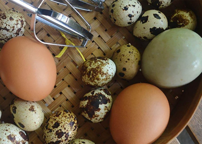 Bagus Mana Telur Ayam, Telur Bebek dan Telur Puyuh, Ini Bedanya
