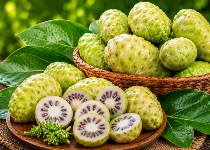 Manfaat Buah Mengkudu bagi Kesehatan: Kaya Vitamin C yang Baik untuk Daya Tahan Tubuh