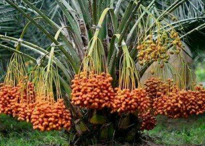 Ini Alasannya Pohon Kurma di Thailand Tumbuh Subur dan Berbuah Lebat