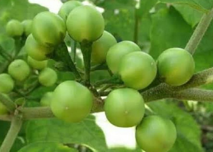 Manfaat Buah Rimbang Untuk Kesehatan Tubuh, Nomor 7 Jarang Diketahui