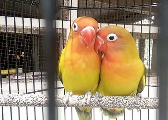 Bisa jadi Teman di Rumah! Begini Cara Menjinakkan Burung Lovebird