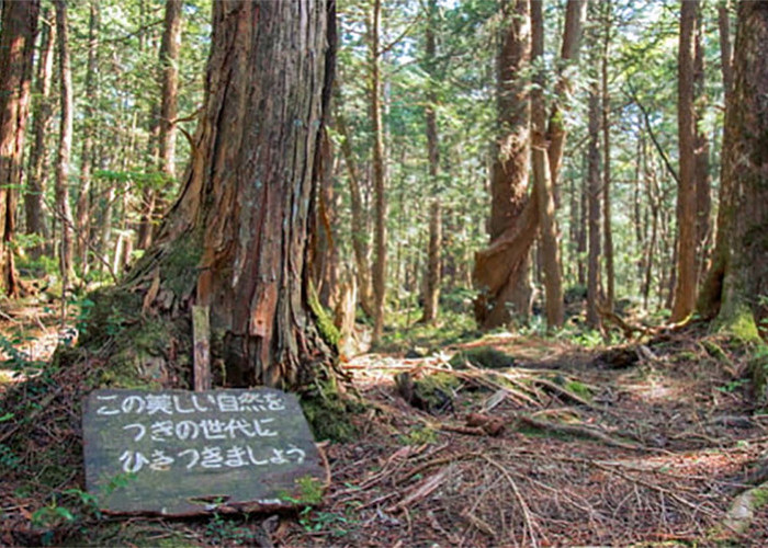 Legenda Rakyat, Ubasute Tradisi Orang Jepang Membuang Orang Tua Renta Sakit Sakitan Ke Hutan Paling Angker 