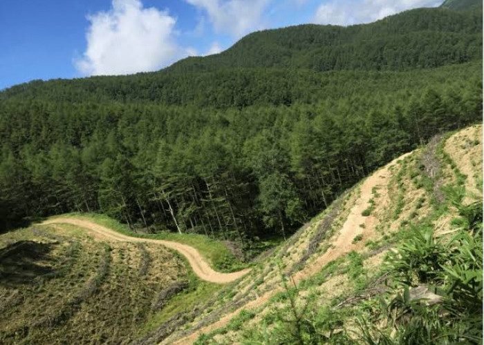 Ini Alasan Orang Tua di Jepang Dibuang ke Hutan