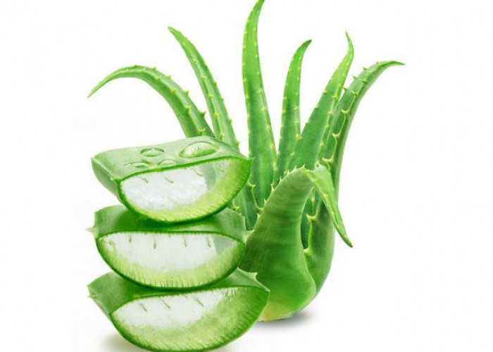 Manfaat Lidah Buaya untuk Kesehatan dan Kecantikan Kulit secara Alami