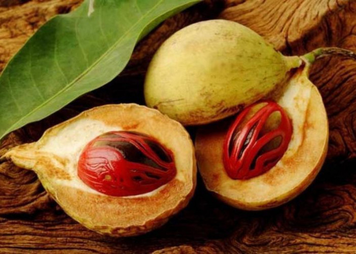Buah Pala: Warisan Rempah Indonesia, Manfaatkan Khasiatnya dengan Bijak!