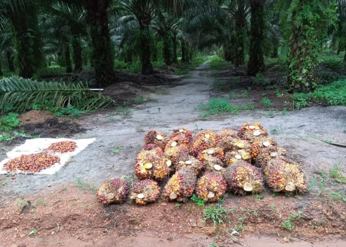 Trek kelapa Sawit Umumnya  5 Tahun Sekali, Hasilnya Pruduksi Turun 50 % Jika di Perlakukan Seperti Ini