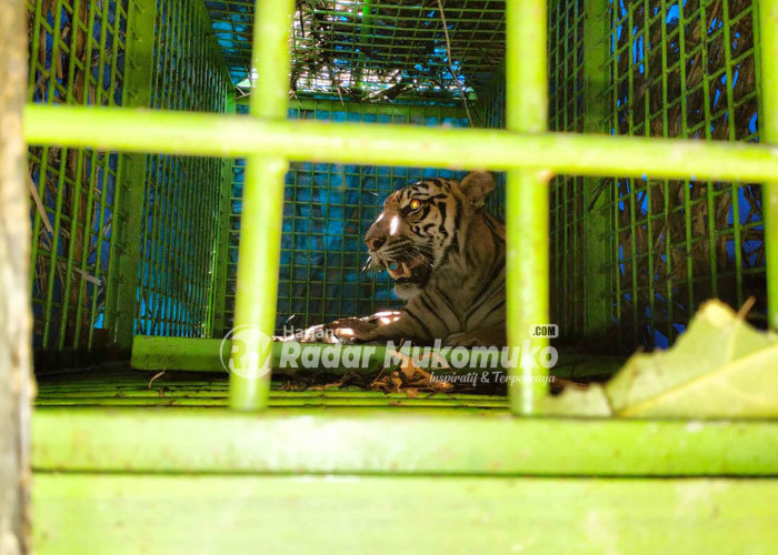 Harimau Sumatera Pemangsa Ternak Tertangkap, Ini Penampakannya