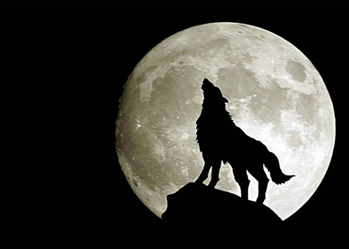 Mitos dan Fakta Lolongan Serigala dan Bulan Purnama
