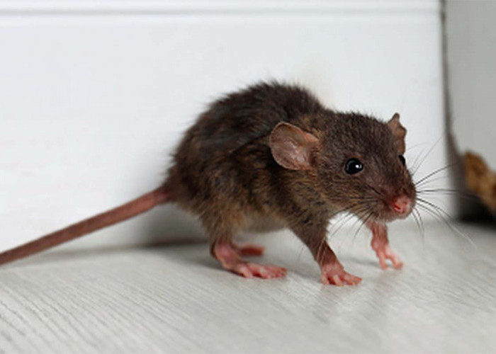 Patut Dicoba, 10 Bahan  Alami yang Dapat Mengusir Tikus Hingga Tak Berani Kembali, Aman dan  Ramah Lingkungan