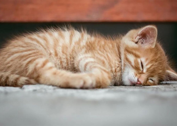 Cara Ampuh Membuat Kucing Tidur Nyenyak di Malam Hari