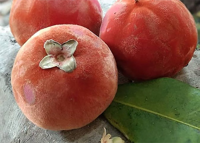 Sudah Jarang Ditemukan! Inilah Manfaat Buah Bisbul Bagi Kesehatan