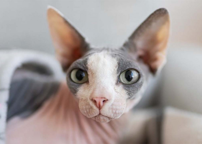 Tak Hanya Sphynx, Ini Ras-ras Kucing yang Tidak Memiliki Bulu