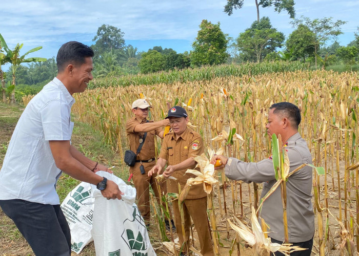 Polres Mukomuko Terus Dukung dan Dampingi Masyarakat Menanam Jagung