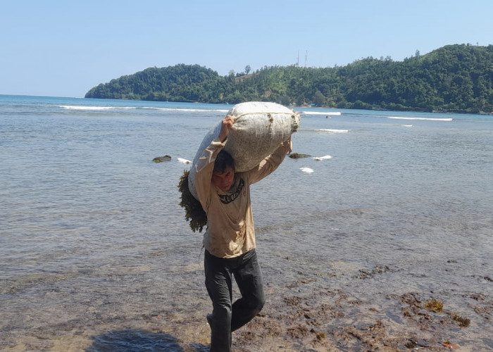 Menatap Pencari Rumput Karang Pakan Lobster di Pesisir Barat Sumatera, Mereka Tahan Seharian Berendam di Laut