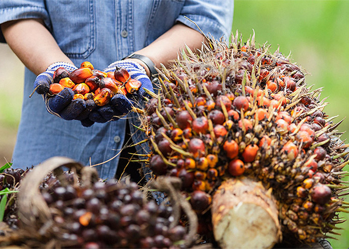 Kelapa Sawit Berpengaruh Besar Untuk Perekonomian, Ini Faktanya