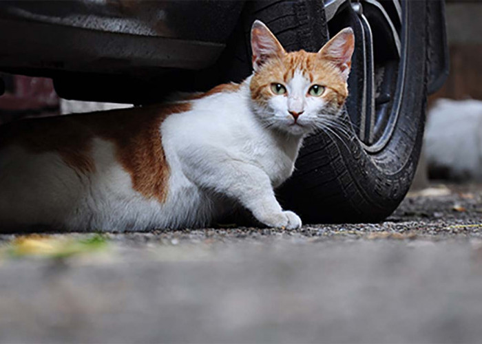 Tutorial Mengadopsi Kucing Liar Menjadi Hewan Peliharaan yang Lucu