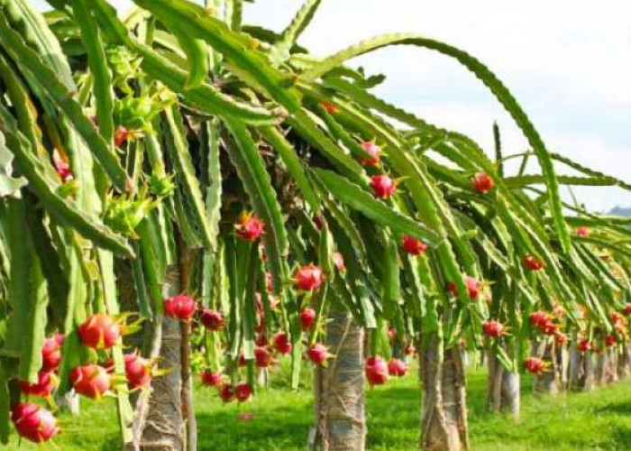 Program Ketahanan, Pemdes Berencana Budidayakan Buah Naga