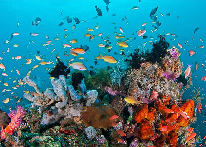 Rekomendasi Spot Diving di Nusa Tenggara Timur, Tawarkan Sensasi yang Seru