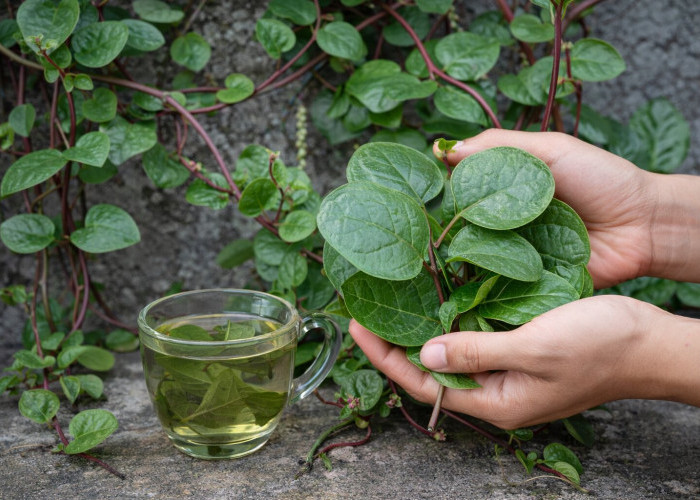 Daun Binahong: Tanaman Rambat yang Tersembunyi Khasiatnya untuk Penyembuhan Alami
