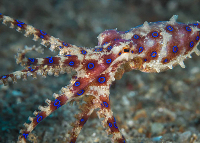 Cantik tapi Mematikan, Inilah Hewan Laut  yang Paling Berbahaya di Dunia