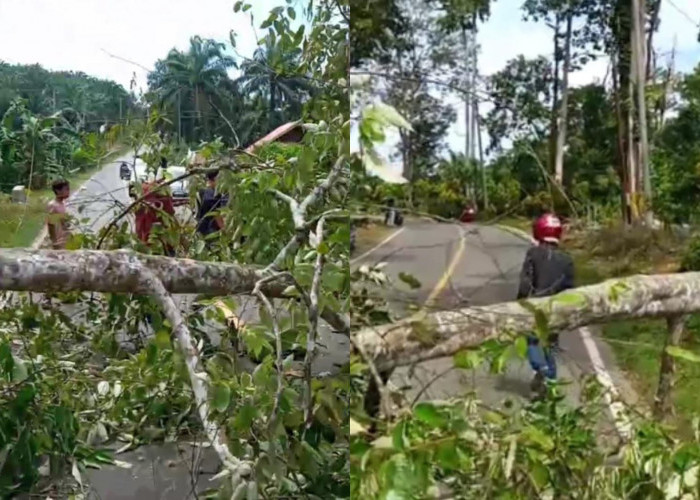 BREAKINGNEWS, Pohon Roboh di Kuburan Bunga Tanjung Tipa Pengendara Motor