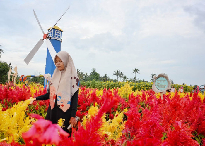 Awali Tahun Barumu dengan Penuh Warna, Coba Kunjungi Taman Bunga Celosia Merasi di Sumatera Selatan