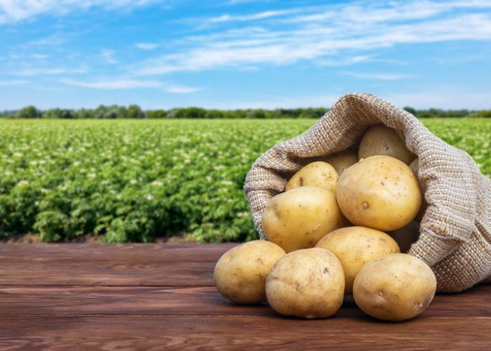 Kentang: Si Umbi Serbaguna yang Kaya Nutrisi dan Manfaat!