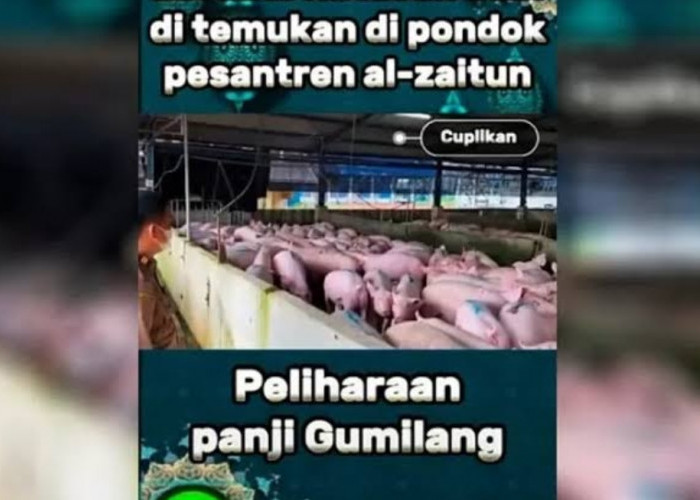 Maraknya Video Ratusan Babi Diduga Berada Diponpes Al-Zaytun Milik Panji Gumilang? Ini Kata Warga Net