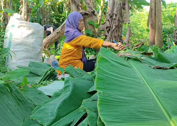 Harga Plastik Naik, Daun Pisang Menjadi Solusi Pembukus Dagangan