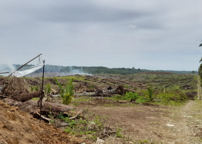 Produktivitas Menurun, Petani Sawit Mukomuko Ajukan Replanting 800 Hektare