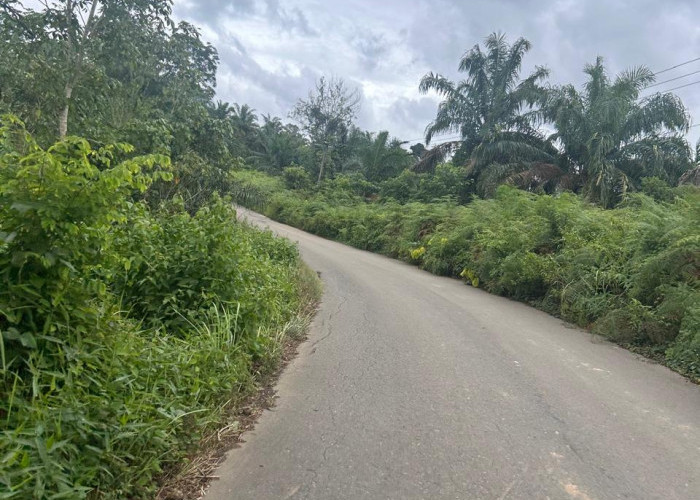 Rumput Liar Sempitkan Badan Jalan Provinsi di Kecamatan V Koto