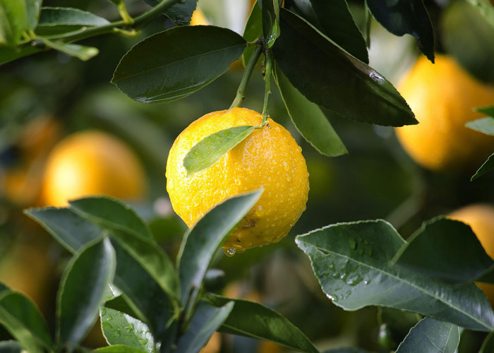 Yuk Simak Manfaat Dari Buah Lemon yang Baik Untuk Kesehatan