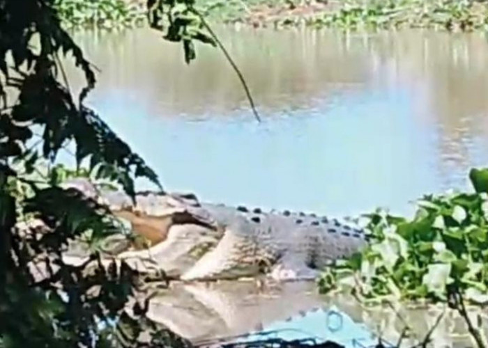 Pemancing Ikan Betok di Sungai Rumbai Diminta Waspada, Ada Buaya Mengintai