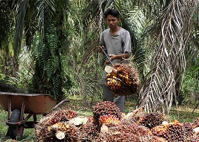 Segera Bentuk PalmCo, Ini Manfaatnya bagi Petani Sawit