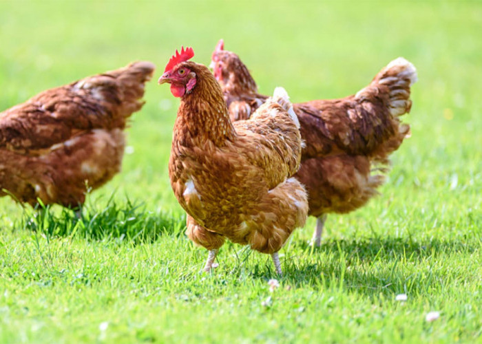 Ayam Probiotik Diklaim Lebih Tinggi Protein dan Rendah Kolestrol, Ini Alasannya