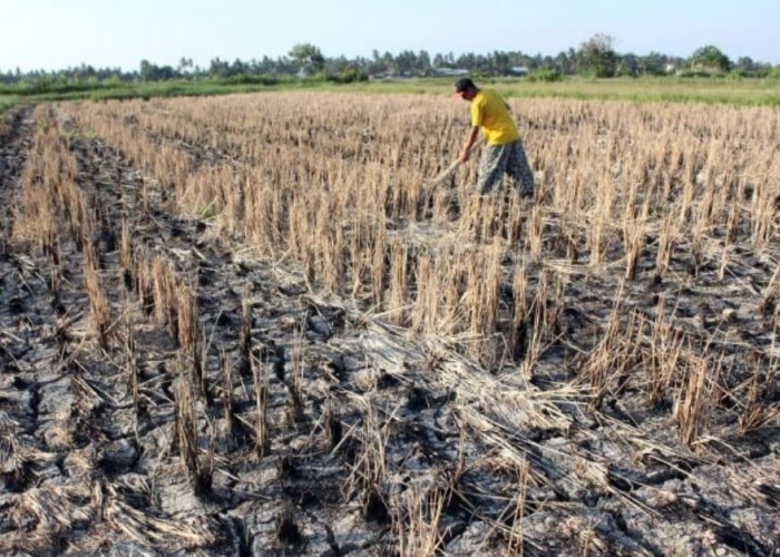 Gawat! Dampak Fenomena El Nino, Petani Terancam Miskin, Ini Penjelasannya