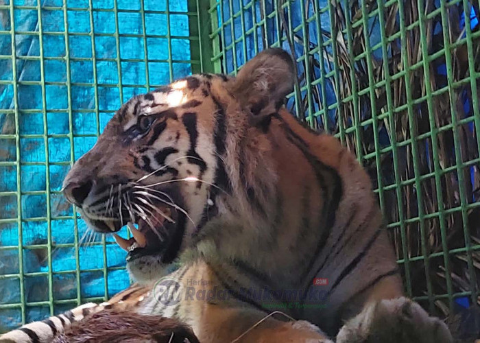 Harimau Yang Tertangkap Bernama 'Sinta', Sudah 20 Kali Terekam Kamera Trap
