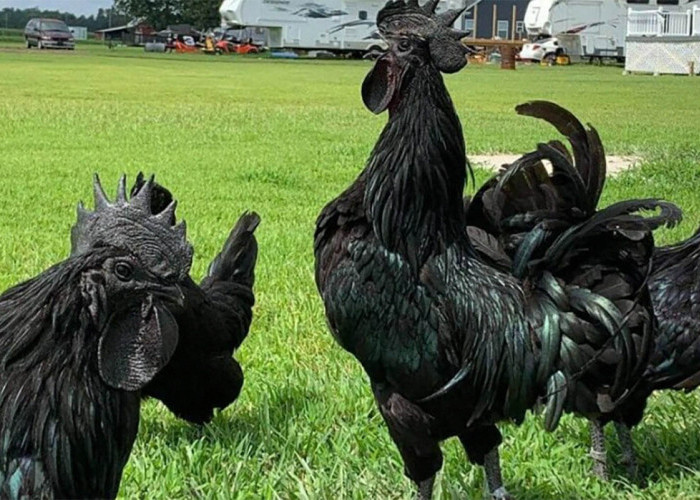 Ini Alasan Ayam Khususnya Ayam Cemani, Kerap Dipakai Oleh Praktisi Mistis