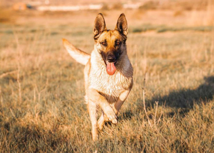 4 Tips Selamat dari Kejaran Anjing, Jangan Panik