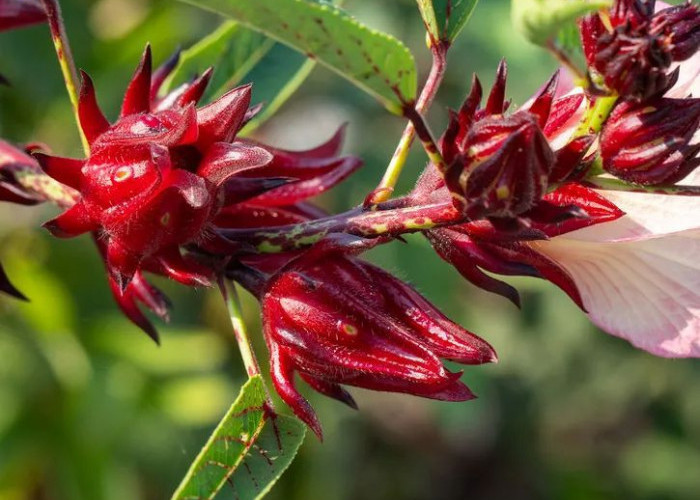 Rahasia Seduhan Sempurna: Cara Membuat Teh Rosela yang Enak, Benar, dan Kaya Manfaat