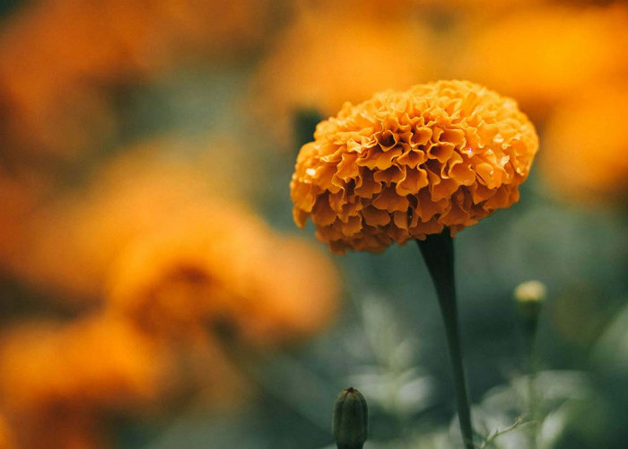 Meskipun Dikenal Aromanya yang Tak Sedap Bunga Marigold (Bunga Tahi Ayam) Punya Banyak Manfaat Lhoo, Apa Saja?