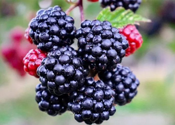 Si Hitam Manis! Inilah Berbagai Manfaat Buah Blackberry Bagi Kesehatan